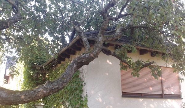 Baum auf Haus